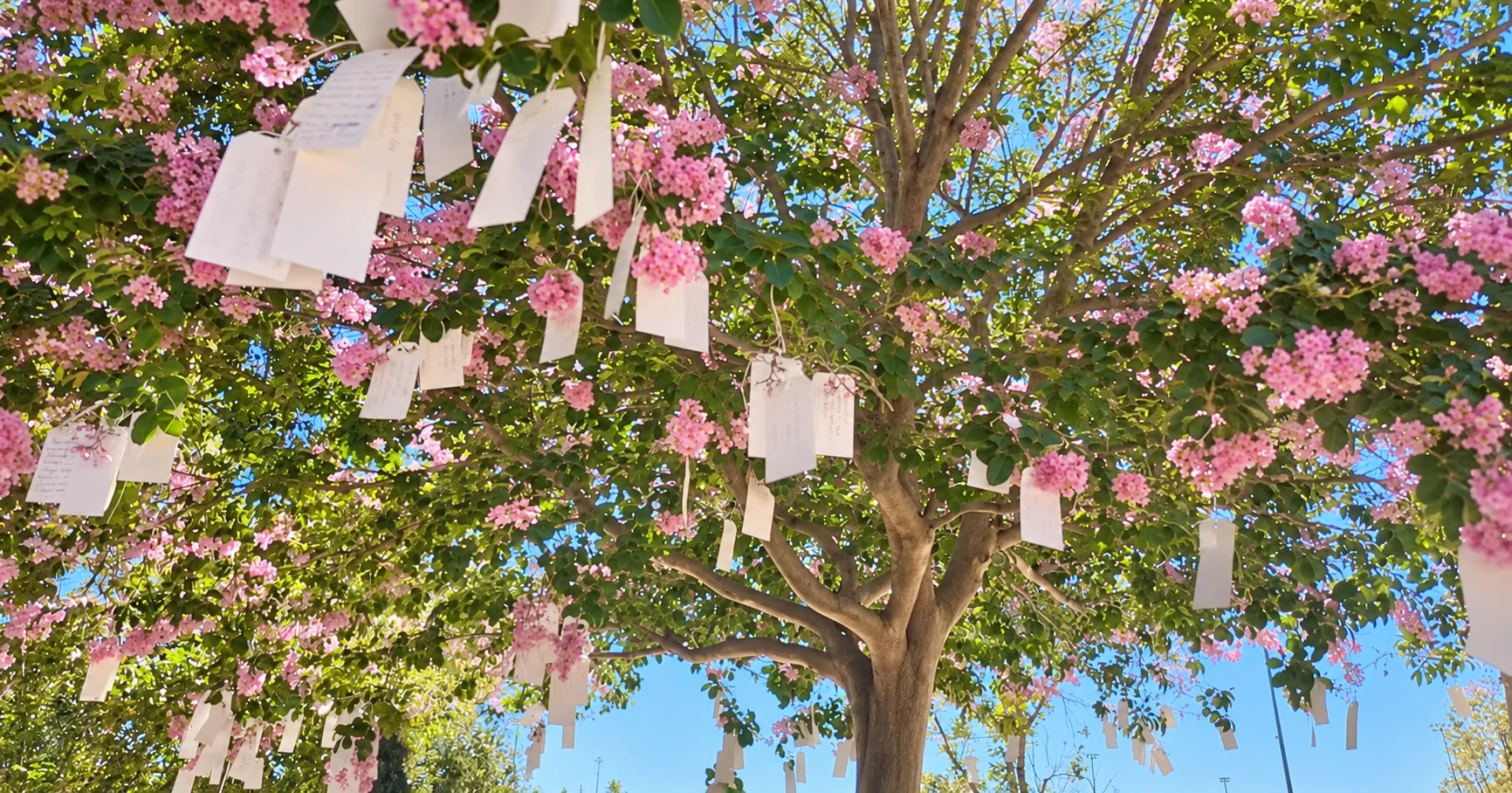 Pink blossoms and paper wishes hanging in a sunlit green tree